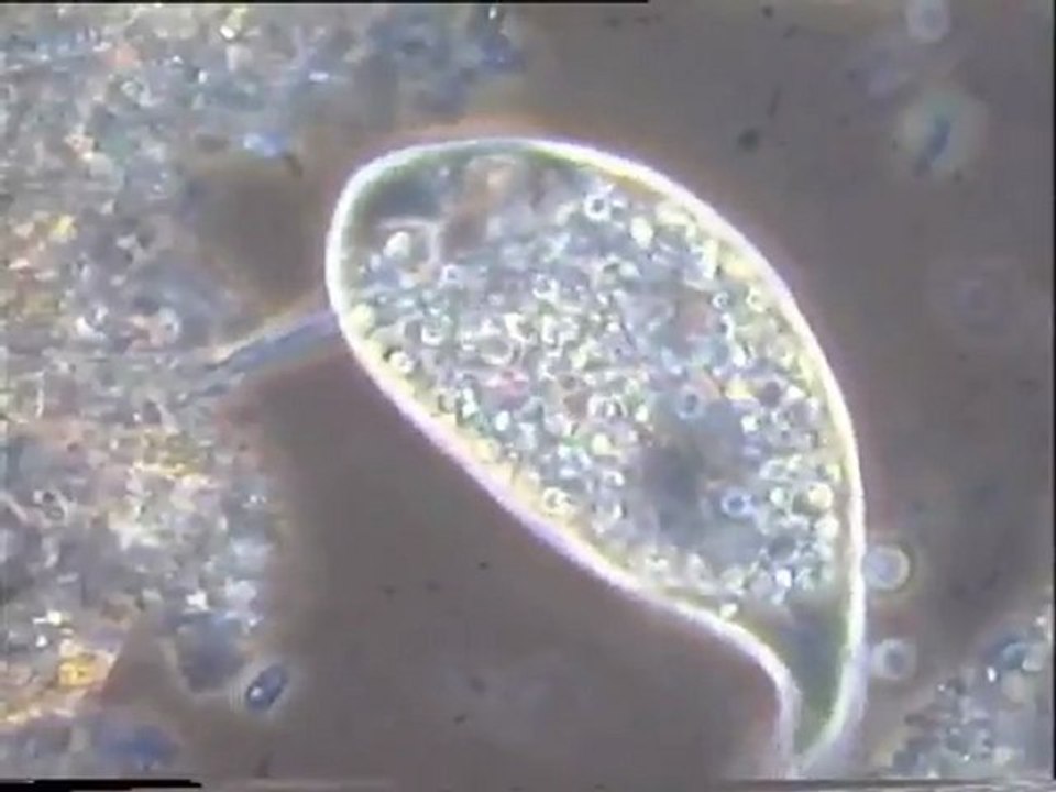 Etude des boues activées provenant de Malt Europe : examen d'une eau brute décantée  puis de la boue activée elle-même