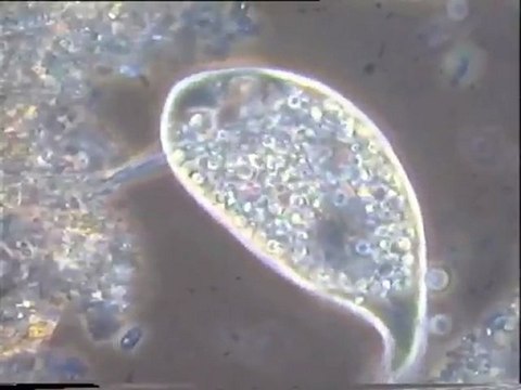 Etude des boues activées provenant de Malt Europe : examen d'une eau brute décantée puis de la boue activée elle-même