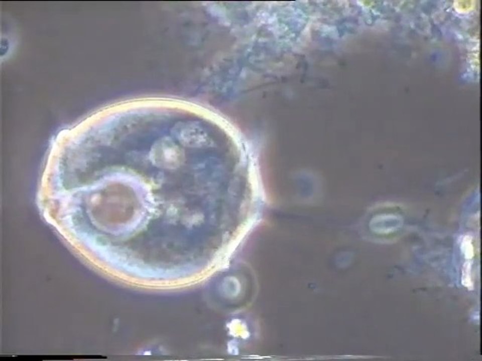 Examen d'une eau brute de Malt Europe, aérée 4 jours en laboratoire : effets de l'aération