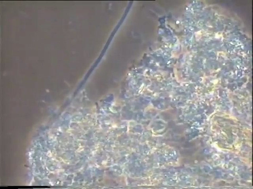 Essai d'ensemencement des boues activées de Malt Europe pour mettre en évidence un ensemencement en filament 1863 par les bassins tampons