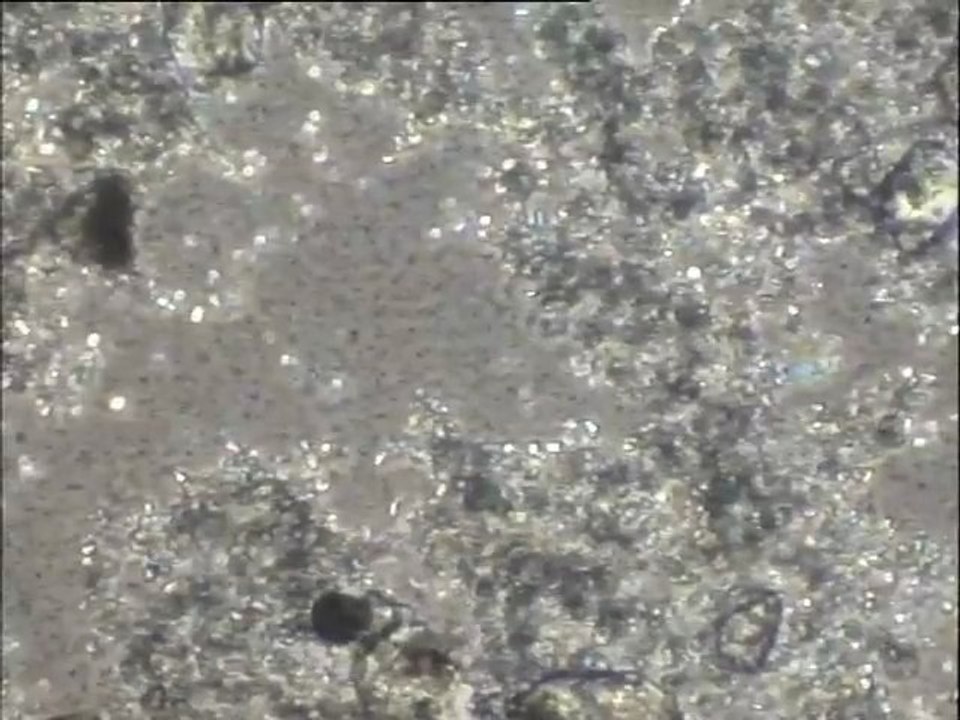 Expérience de formation de cristaux de struvite sur effluent de Porteous : observation de solutions à différentes concentrations (examen de la morphologie des cristaux et du rendement d'élimination de l'azote)