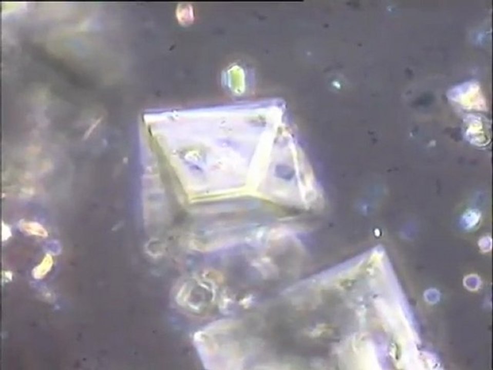 Expérience de formation de cristaux de struvite sur lisier de porc : observation de solutions à différentes concentrations (examen de la morphologie des cristaux et des bactéries)