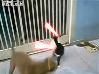 Buzz : Pitbull Vs chat avec des sabres laser