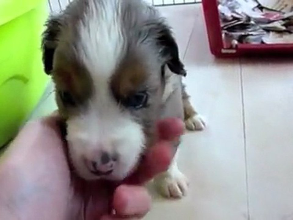 Chiots bergers australiens miniatures des Monts Bleus - semaine 3