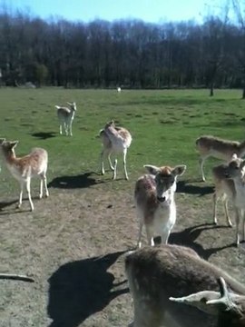 Chevreuils gourmands