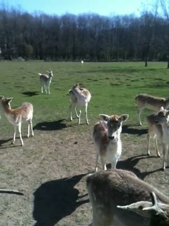 Chevreuils gourmands