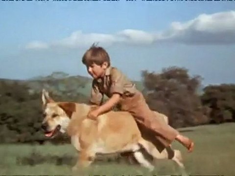 TV3 - Cinema 3 - Ni blanc ni negre - Gossos