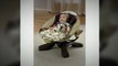 Best Price Review - Fisher-Price Zen Collection Cradle Swing