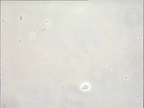 Expérience de formation d'une boue activée in vitro - première étape