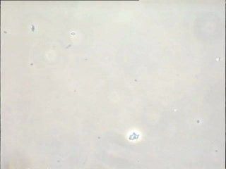 Expérience de formation d'une boue activée in vitro - première étape