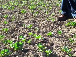 Seine-et-Marne : pas de panique dans les champs