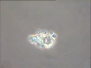 Expérience de formation d’une boue activée in vitro – deuxième étape (3e jour)