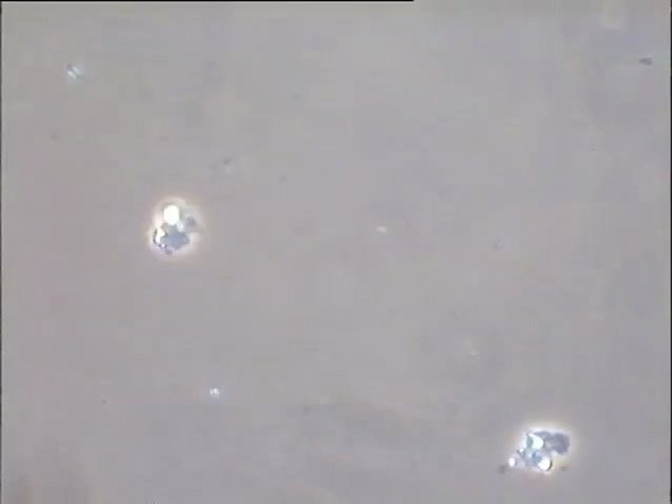 Expérience de formation d’une boue activée in vitro – deuxième étape : examen d'un échantillon témoin (3e jour)