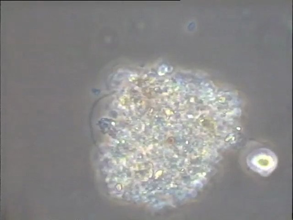 Expérience de formation d’une boue activée in vitro – troisième étape (4e jour) : boue mélangée
