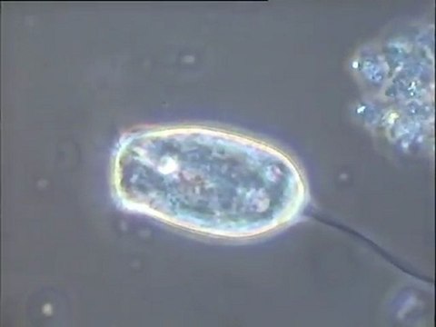 Expérience de formation d’une boue activée in vitro – troisième étape (4e jour) : observation d’une boue concentrée par décantation
