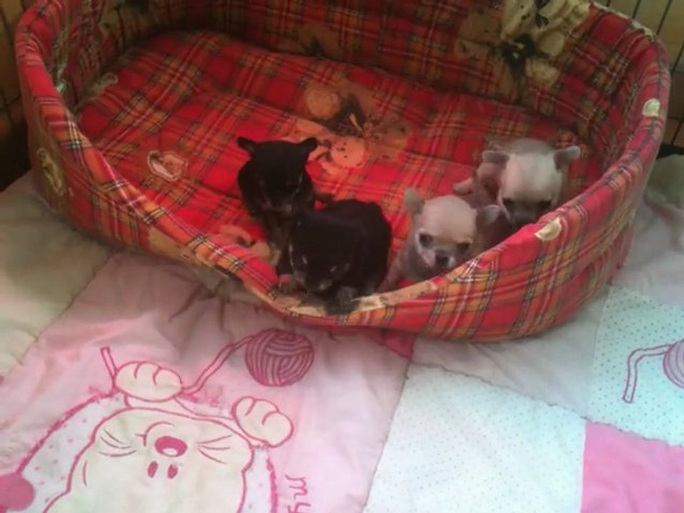 CHIOTS FOFANA  02 04 2012