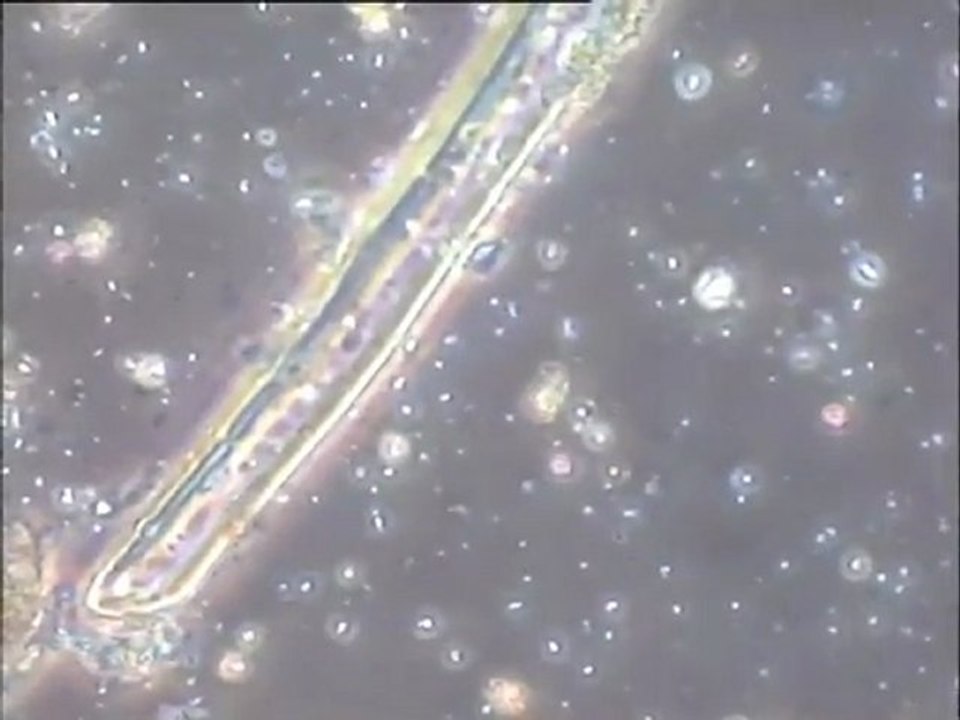 Examen d'une boue brute de papeterie (Condat) : boue cellulosique