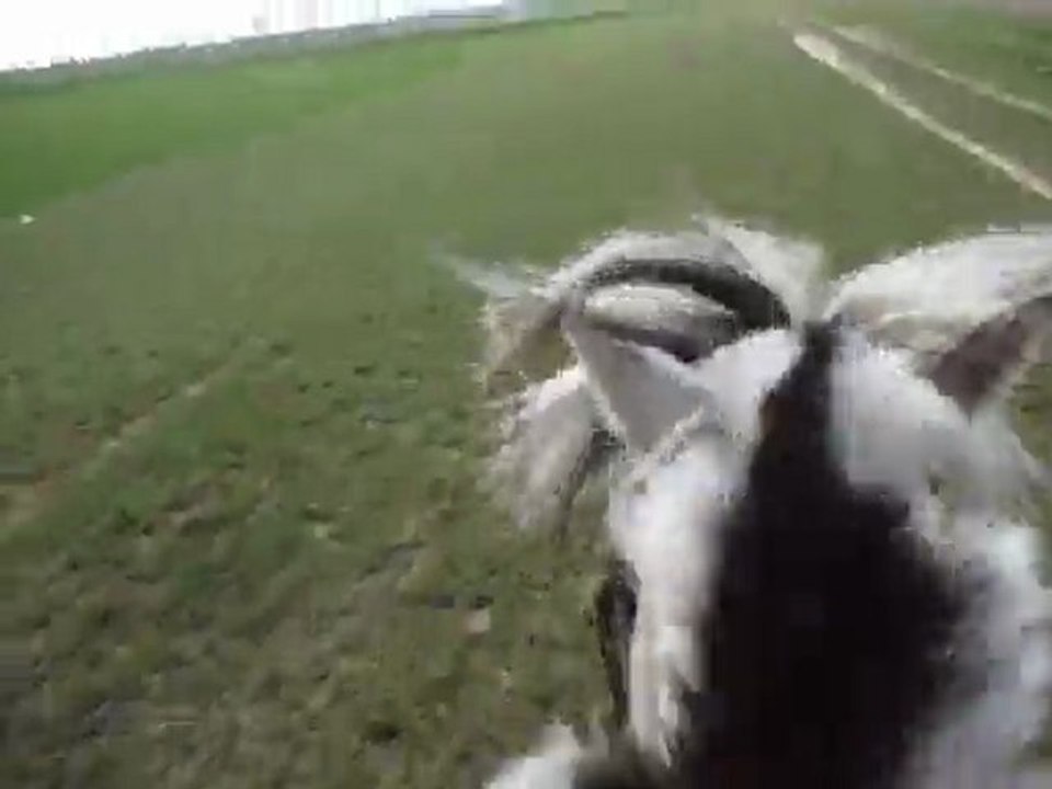 Galop dans les champs