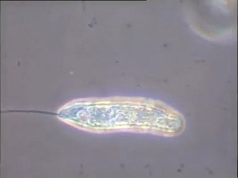 Observation d'une boue âgée riche en zooflagellé
