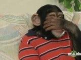 Mikey the Chimp Gets Sexy