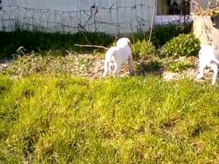 Les chiots filmés le 27/03 et 01/04/2012