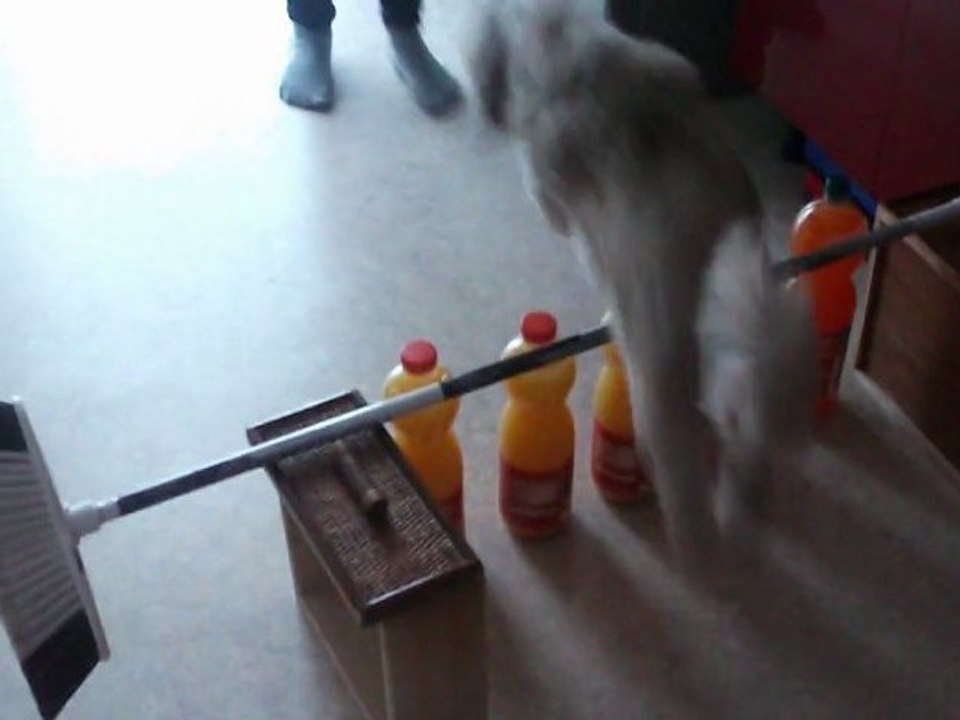 Mon chien Cookie qui saute 30cm!!