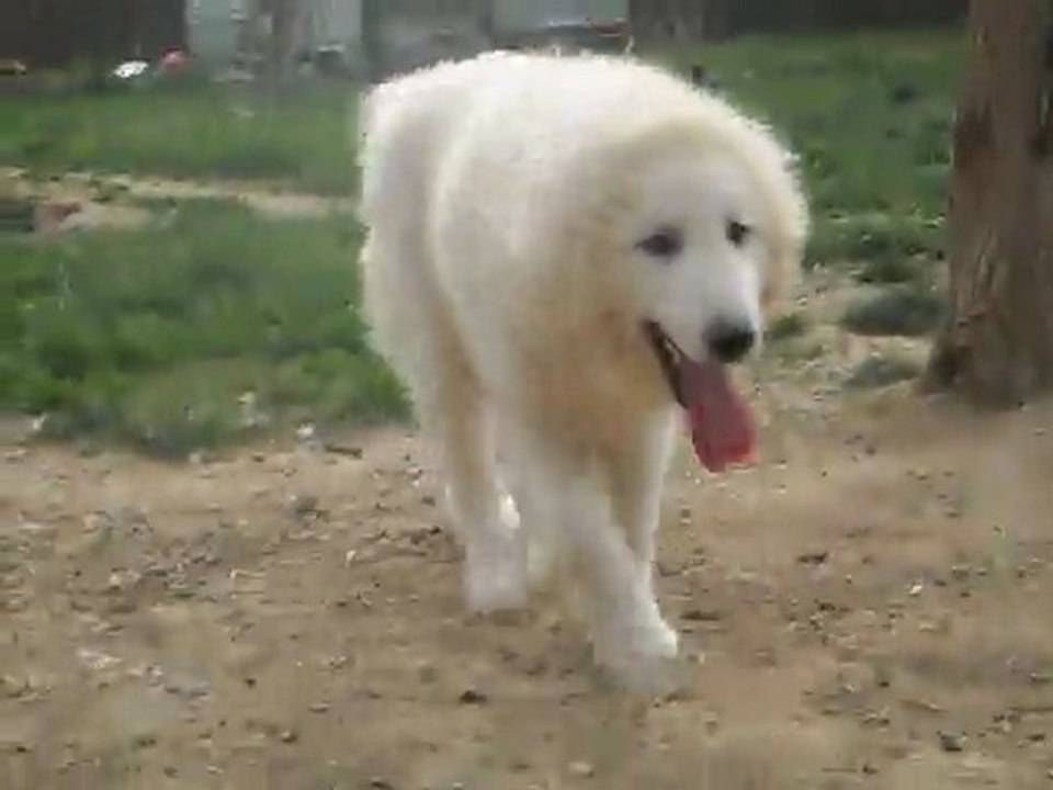 Elevage de la Vallée du Girou (chiots de 6 semaines de Chanel et d’Éros de la Vallée du Girou)