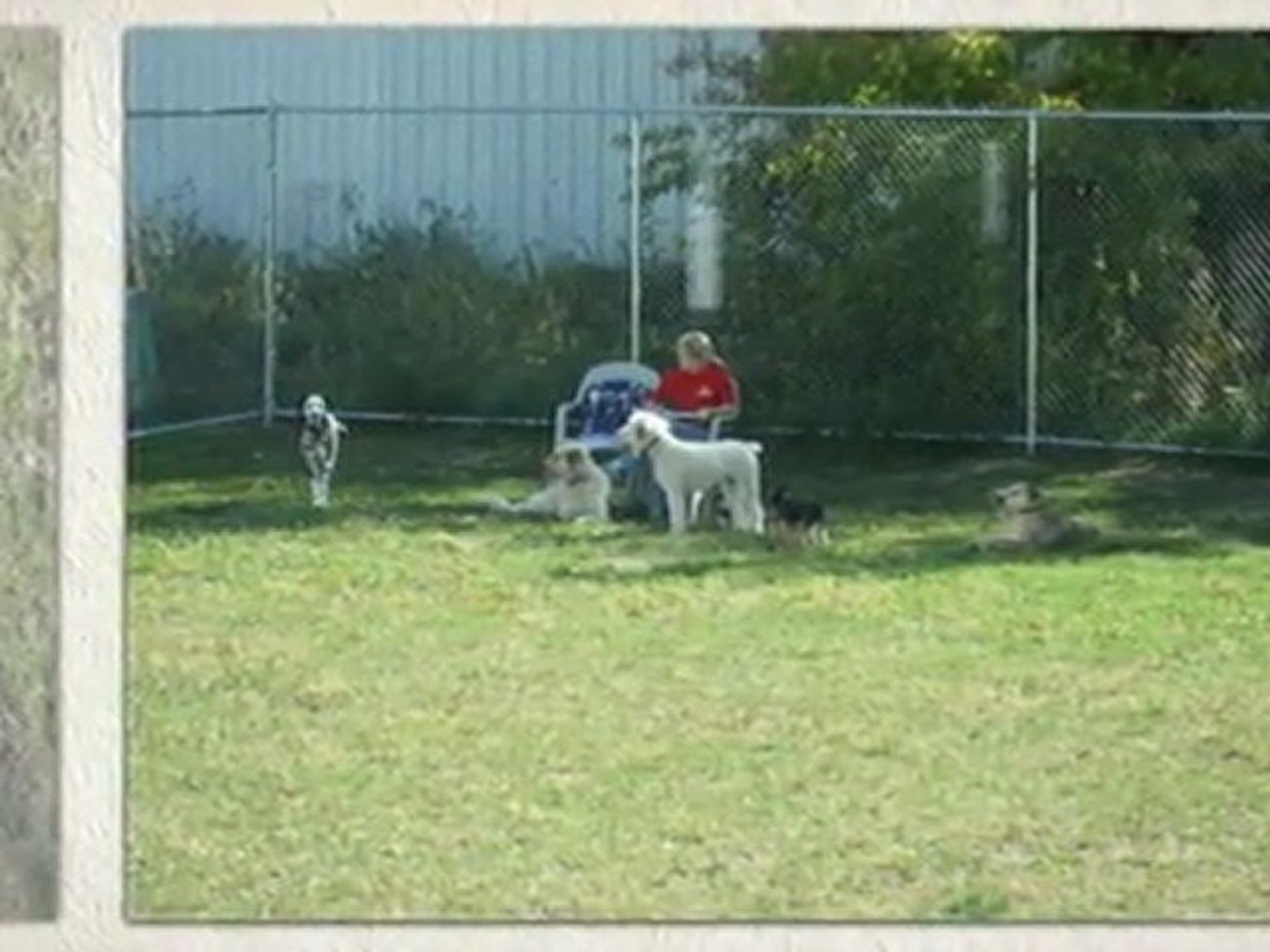 ⁣Dog Training Illinois Mar2012