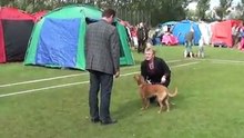 Австрийские короткошерстные пинчеры на выставке