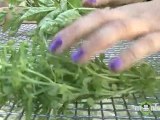 Fall Herb Harvesting Tips