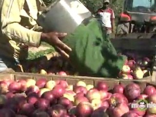 How Apples Are Grown And Harvested