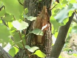 Beneficial Tree Pruning Tips