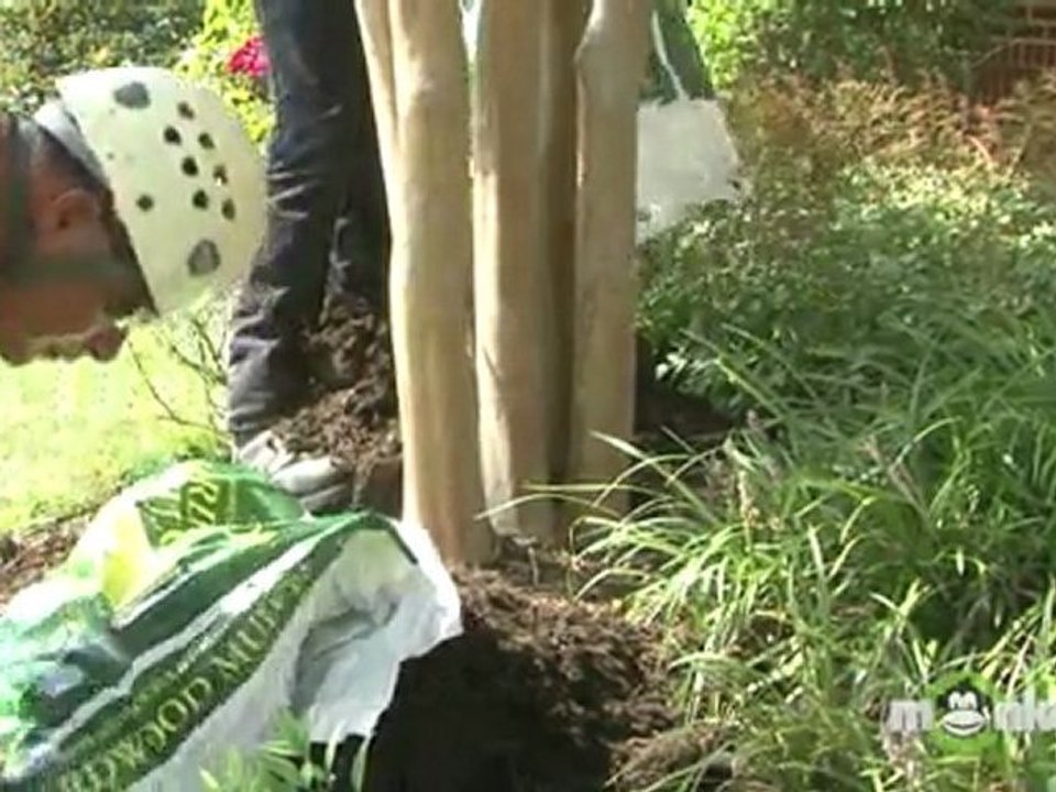 Mulching a Tree