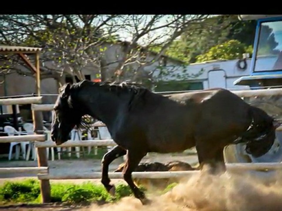 Ramalho, Etalon Lusitanien, Elevage Les Vignals, Thézan les Béziers