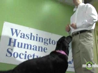 How much time does caring for a dog require?