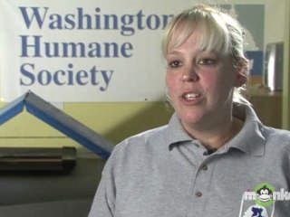 How will I know which cat personality is the best match for me?