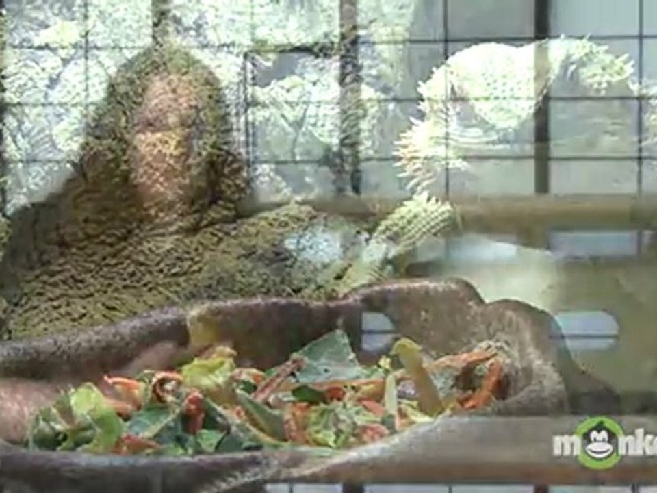 Bearded Dragon Care - How to Choose a Bearded Dragon