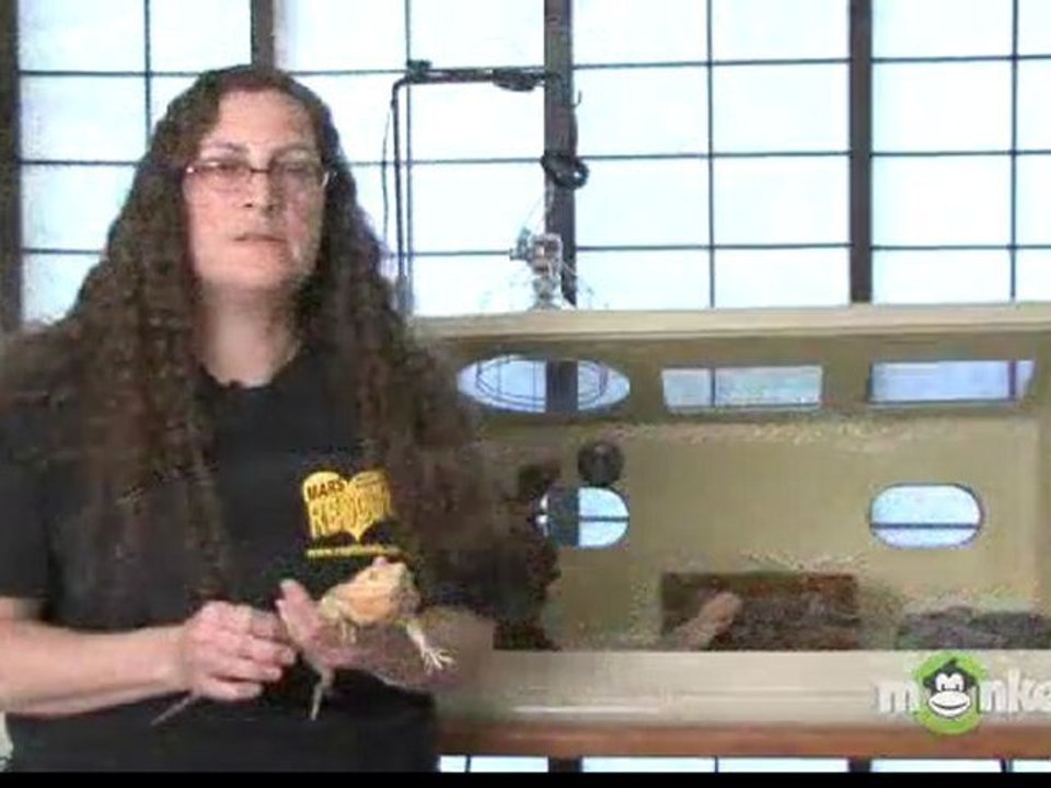 Bearded Dragon Care - Feeding