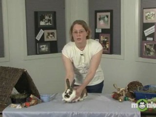 Rabbit Care - How to Handle Your Rabbit