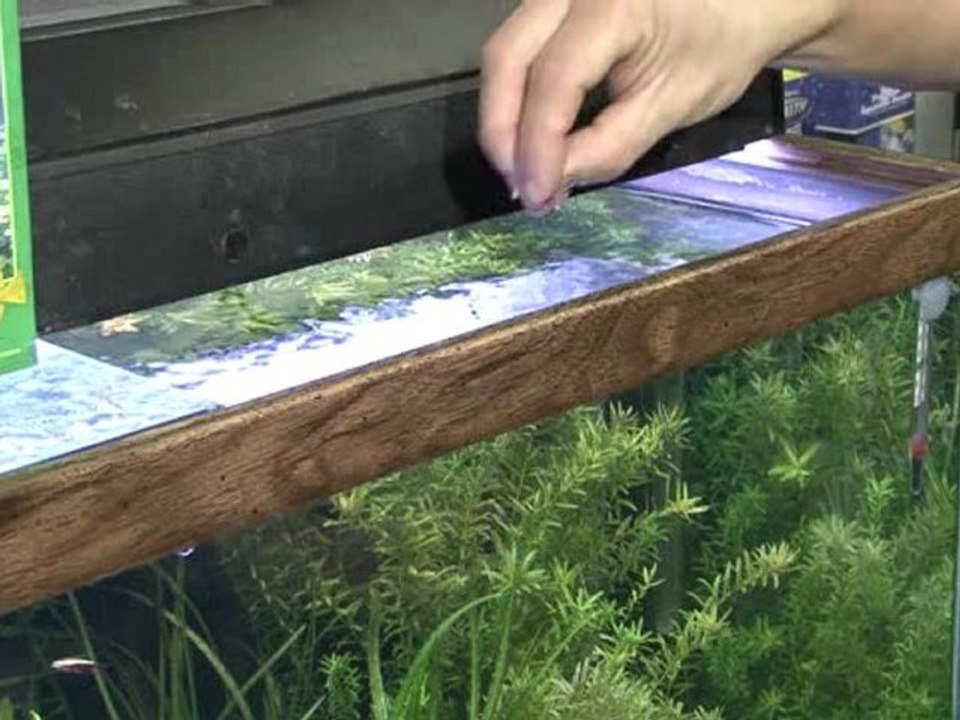 Basic Aquarium Facts