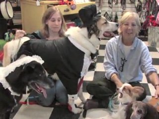 Halloween - Group Ensemble Costumes for Dogs