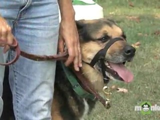 Dog Training - Using Training Aids