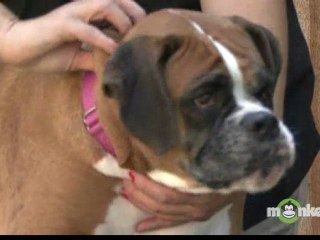 Dog Massage 101: Easy Techniques to Relieve Muscle Tension 🐶