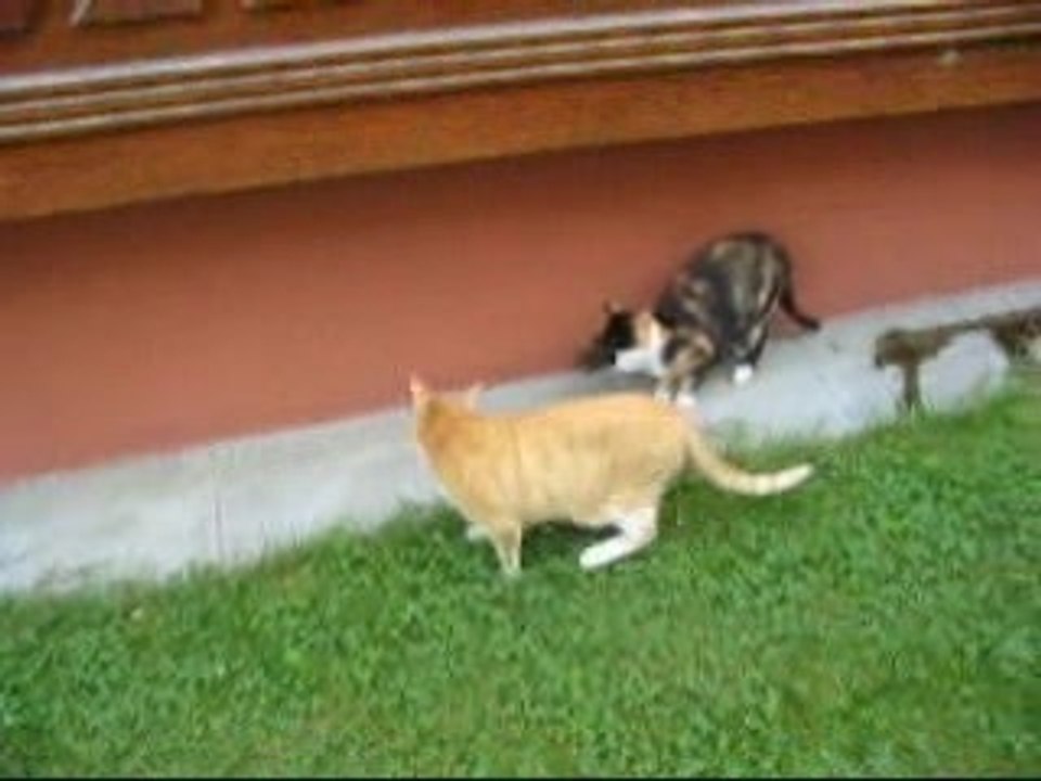 Katzen und Mäuse