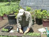 Gardening With Organic Seeds