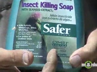 Organic Garden Pest Control