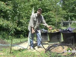 Watering An Organic Garden