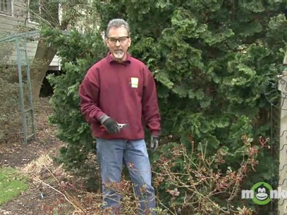 Spring Tree And Shrub Gardening Secrets