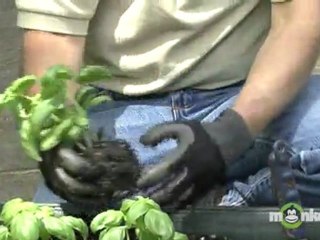 Springtime Vegetable and Herb Planting