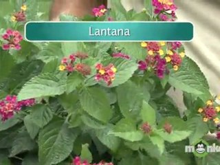 Top Tropical Garden Plants